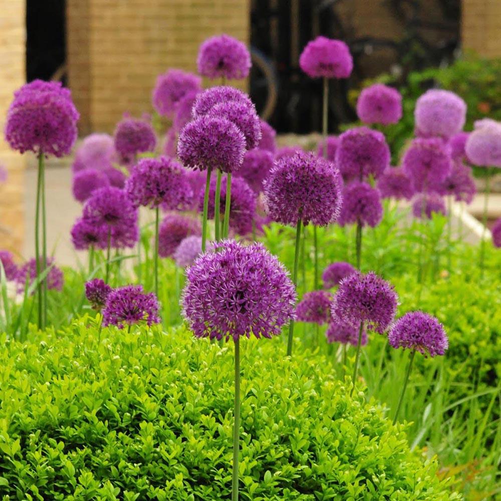 Bulbi Ceapa Ornamentala (Allium) Purple Sensation, cu flori sferice violet intens - Image 5