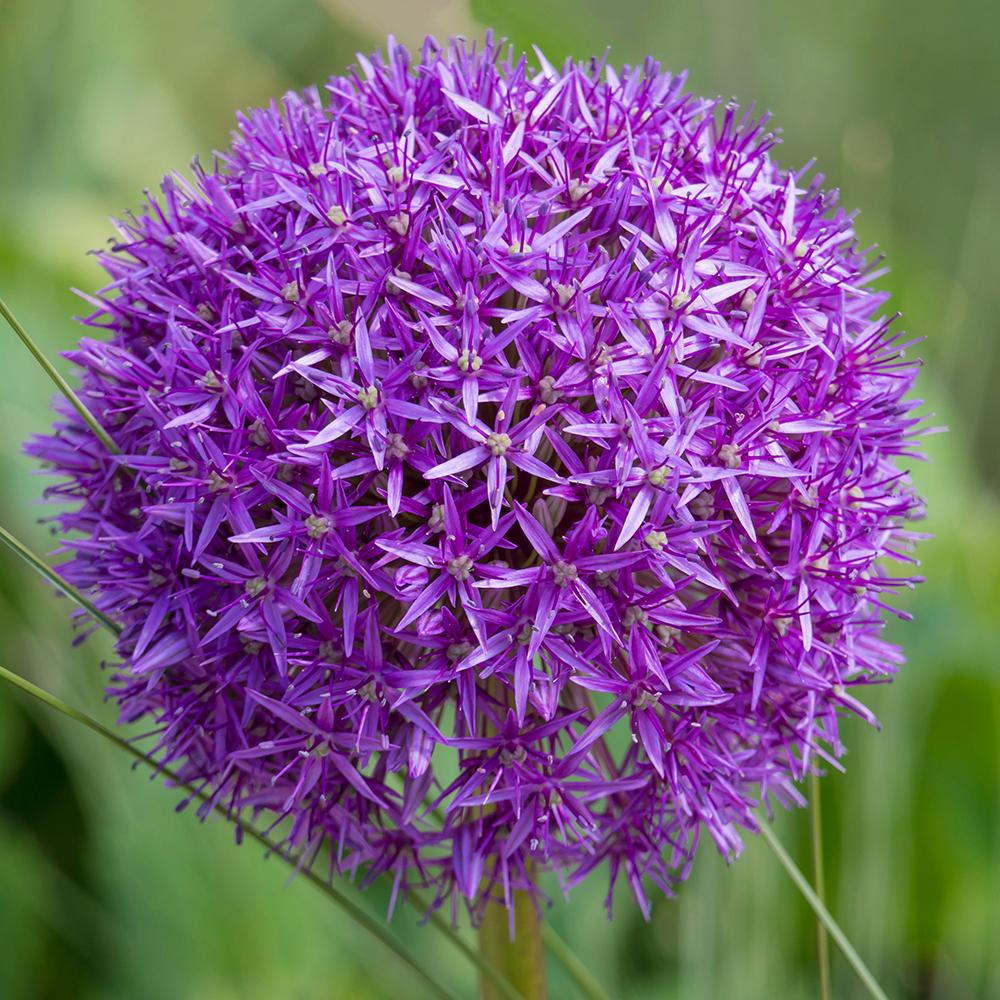 Bulbi Ceapa Ornamentala (Allium) Purple Sensation, cu flori sferice violet intens - Image 9