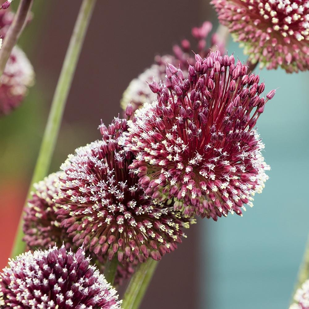 Bulbi Ceapa Ornamentala (Allium) Red Mohican - Image 3