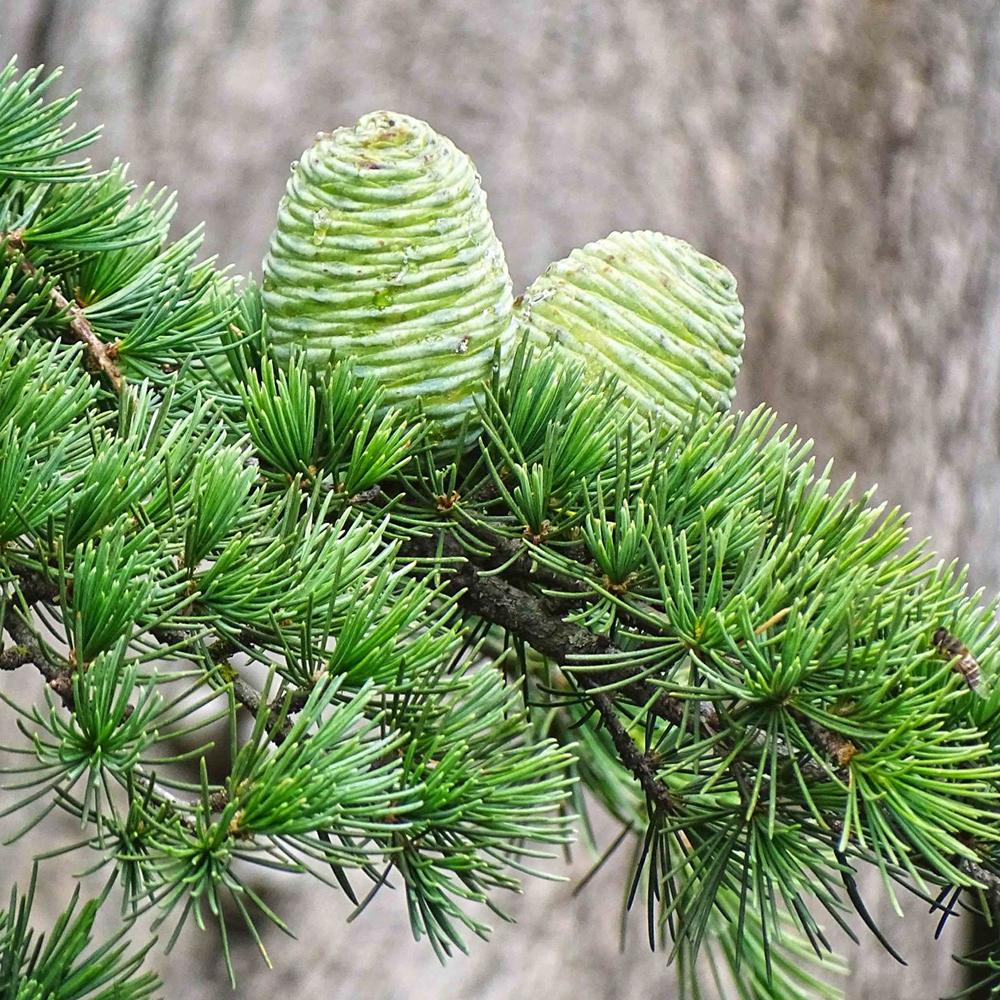 Cedru de Himalaya Albastru (Cedrus Deodara), conifer ornamental cu ace verde-albastrui moi si arcuite, vesnic verde, crestere rapida - Image 10