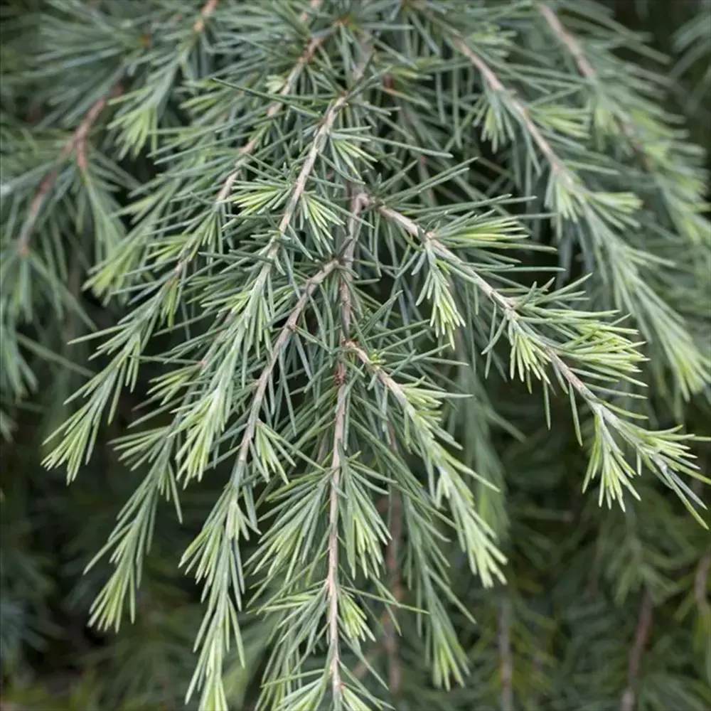 Cedru de Himalaya Albastru (Cedrus Deodara), conifer ornamental cu ace verde-albastrui moi si arcuite, vesnic verde, crestere rapida - Image 11