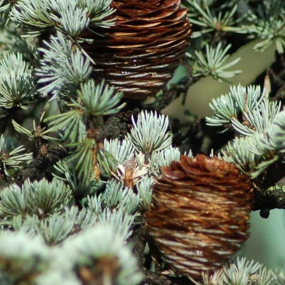Cedru de Himalaya Albastru (Cedrus Deodara), conifer ornamental cu ace verde-albastrui moi si arcuite, vesnic verde, crestere rapida - Image 12
