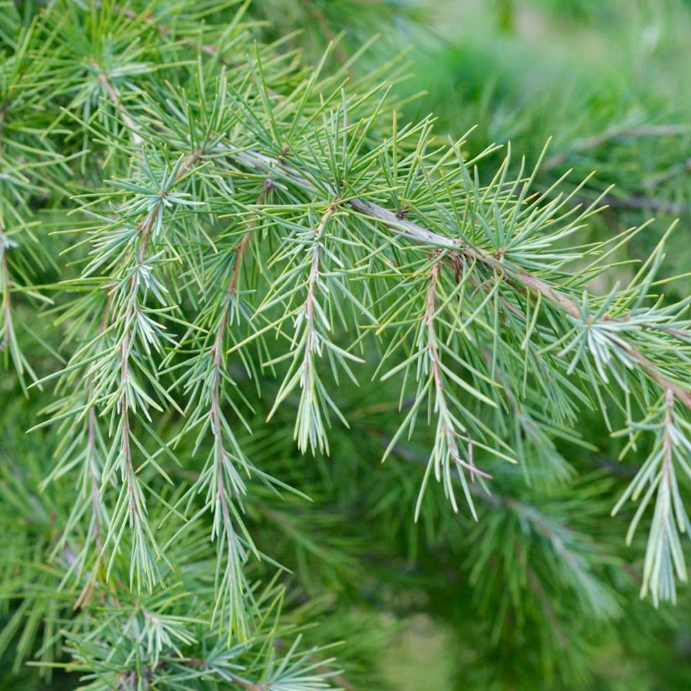 Cedru de Himalaya Albastru (Cedrus Deodara), conifer ornamental cu ace verde-albastrui moi si arcuite, vesnic verde, crestere rapida - Image 13
