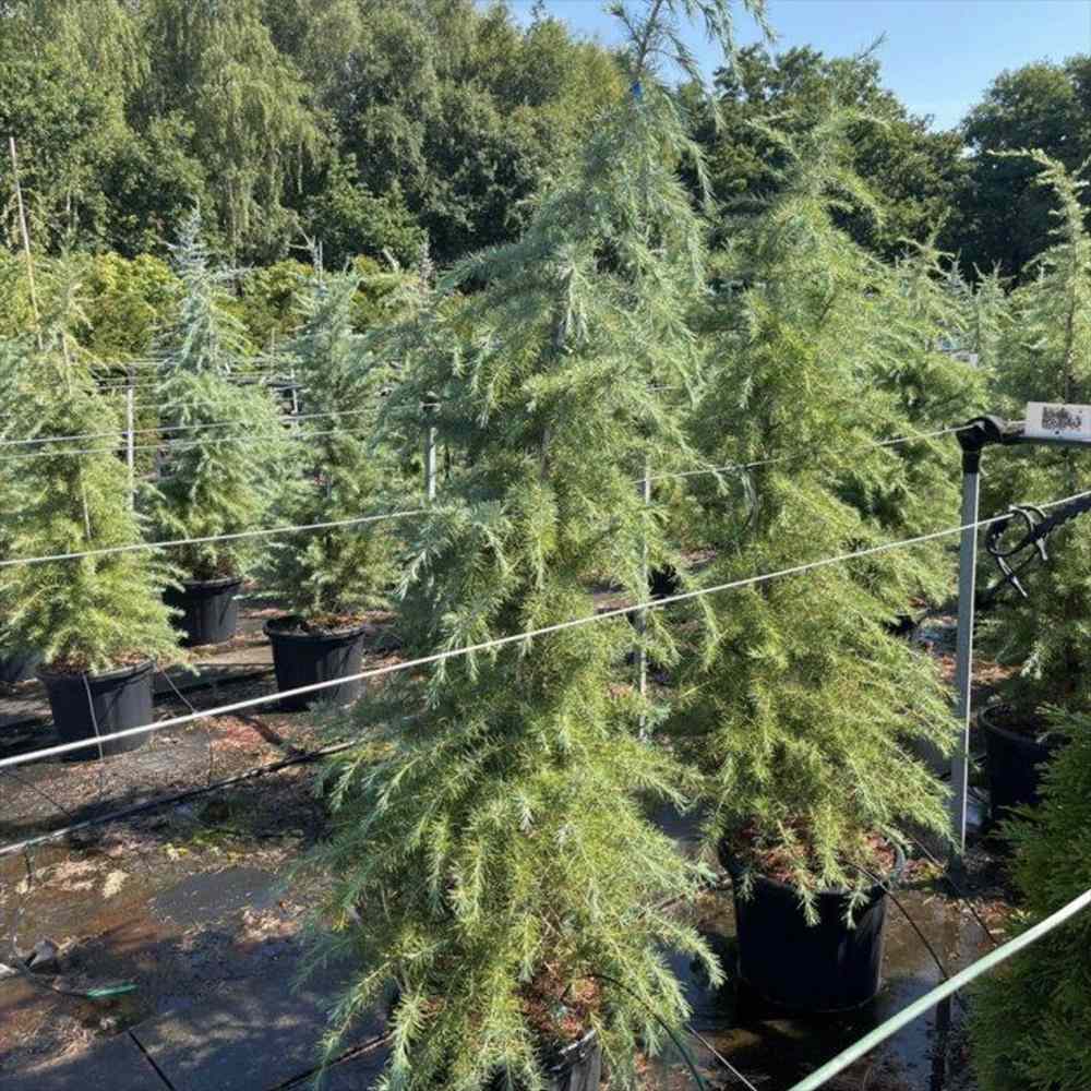 Cedru de Himalaya Albastru (Cedrus Deodara), conifer ornamental cu ace verde-albastrui moi si arcuite, vesnic verde, crestere rapida - Image 14