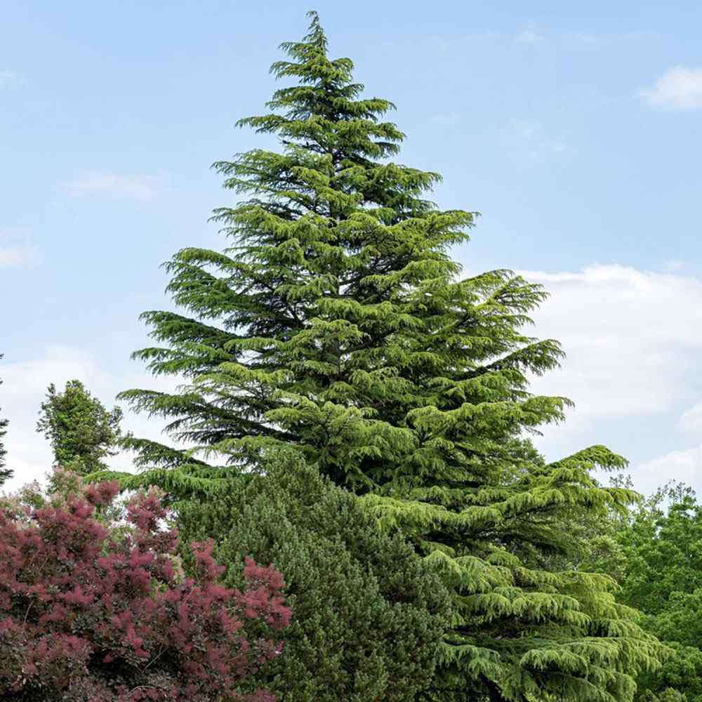 Cedru de Himalaya Albastru (Cedrus Deodara), conifer ornamental cu ace verde-albastrui moi si arcuite, vesnic verde, crestere rapida - Image 3