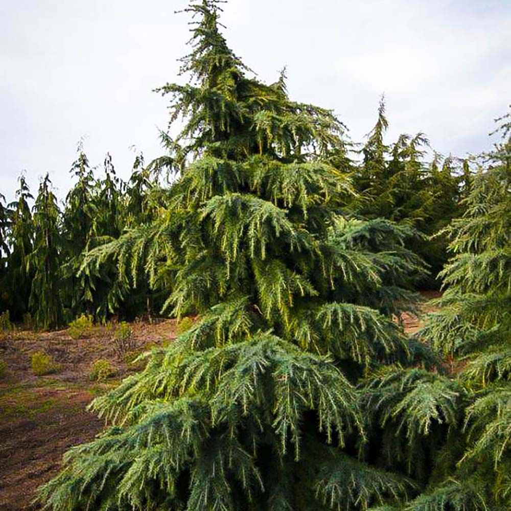 Cedru de Himalaya Albastru (Cedrus Deodara), conifer ornamental cu ace verde-albastrui moi si arcuite, vesnic verde, crestere rapida - Image 4