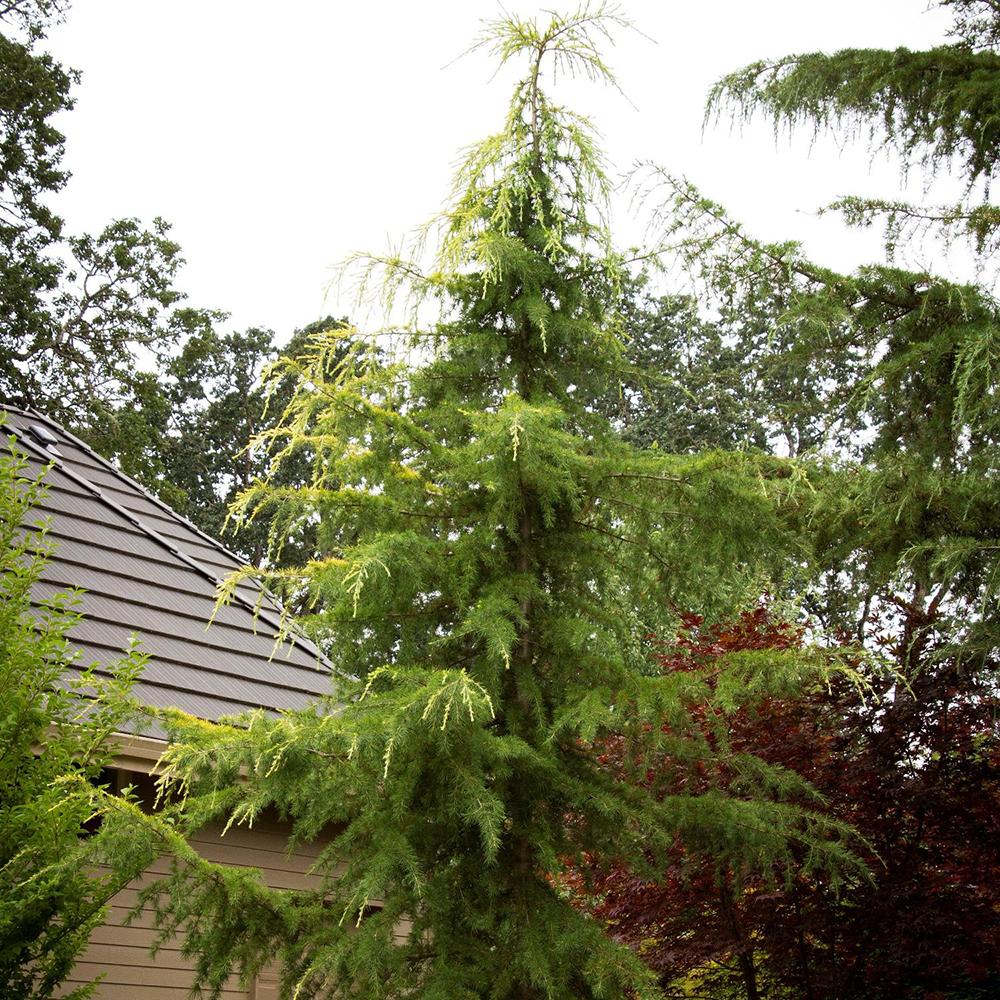Cedru de Himalaya Albastru (Cedrus Deodara), conifer ornamental cu ace verde-albastrui moi si arcuite, vesnic verde, crestere rapida - Image 5