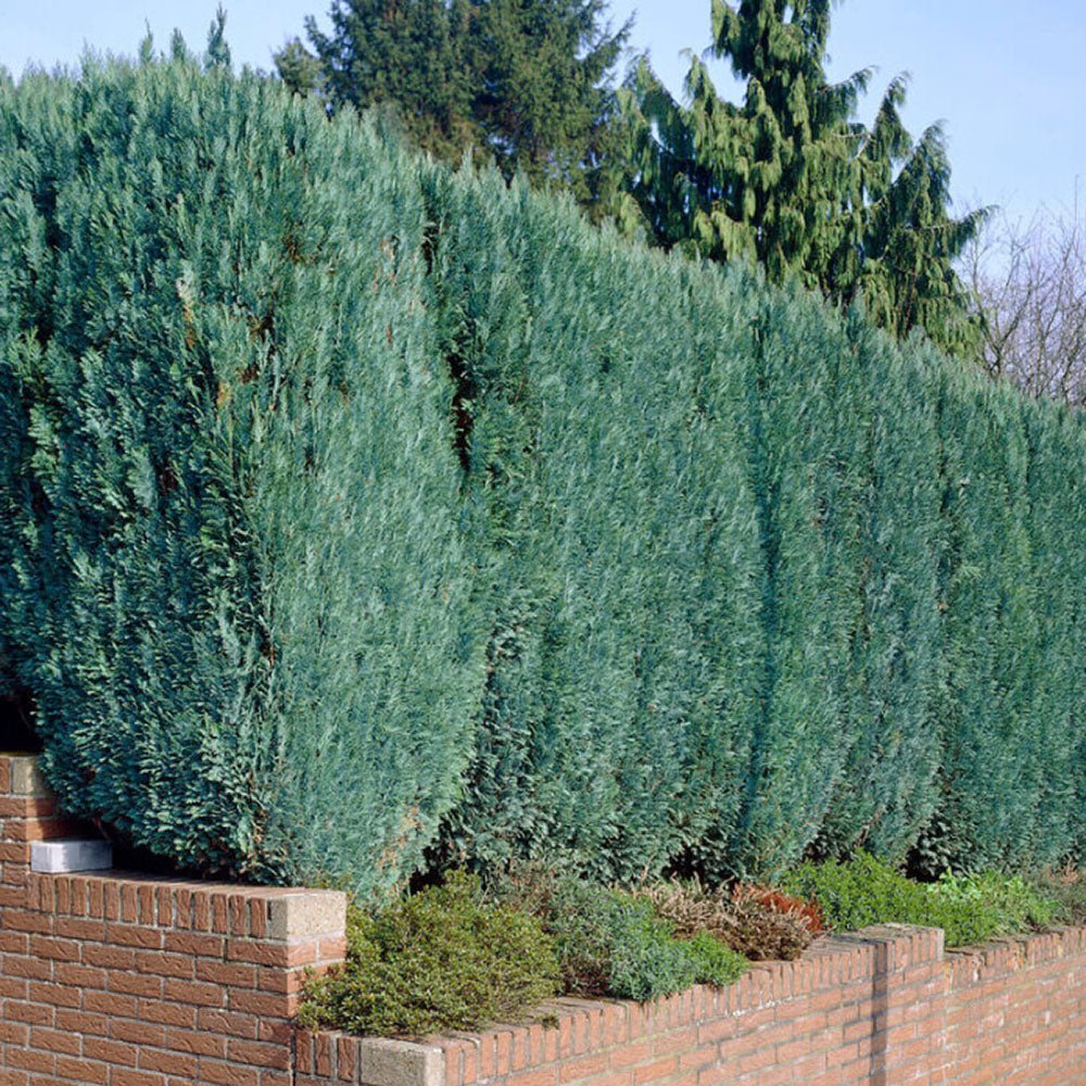 Chiparos Columnaris verde-albastrui, ideal pentru garduri vii sau exemplare solitare, vesnic verde, foarte rezistent - Image 3