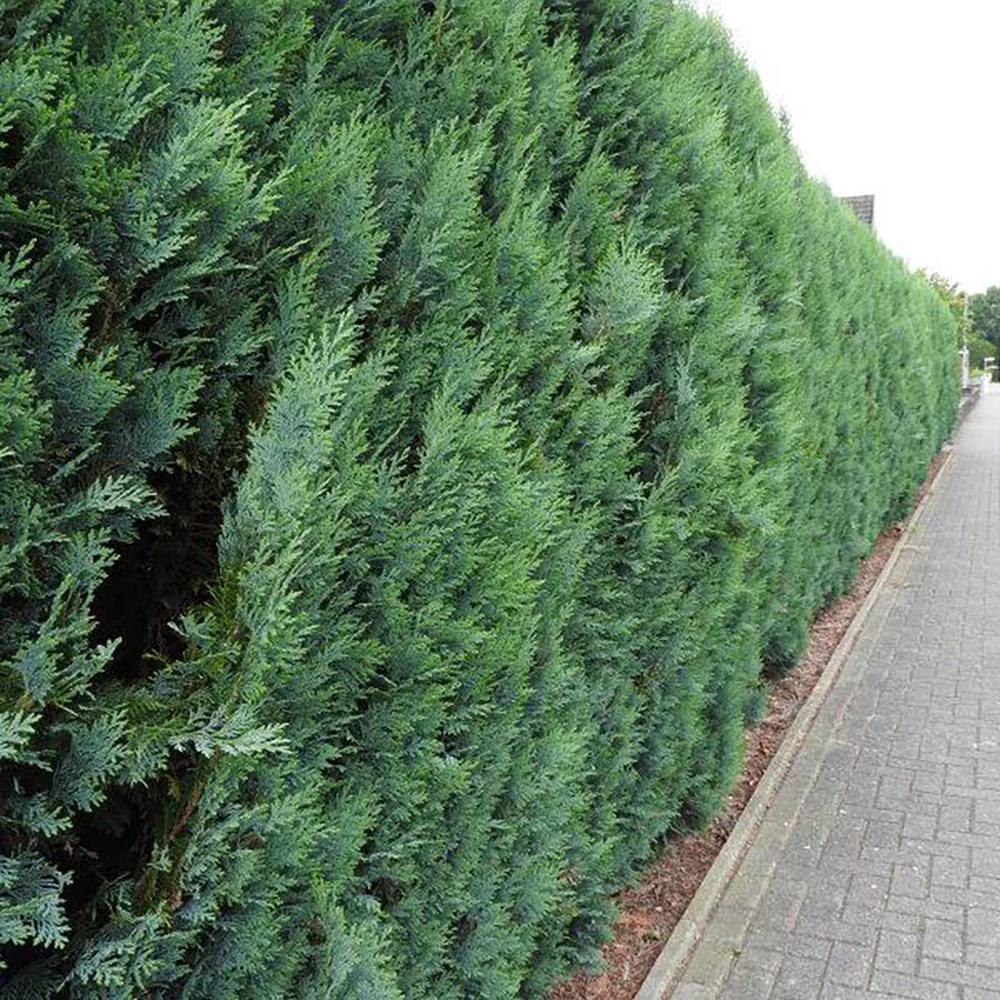 Chiparos Columnaris verde-albastrui, ideal pentru garduri vii sau exemplare solitare, vesnic verde, foarte rezistent - Image 4