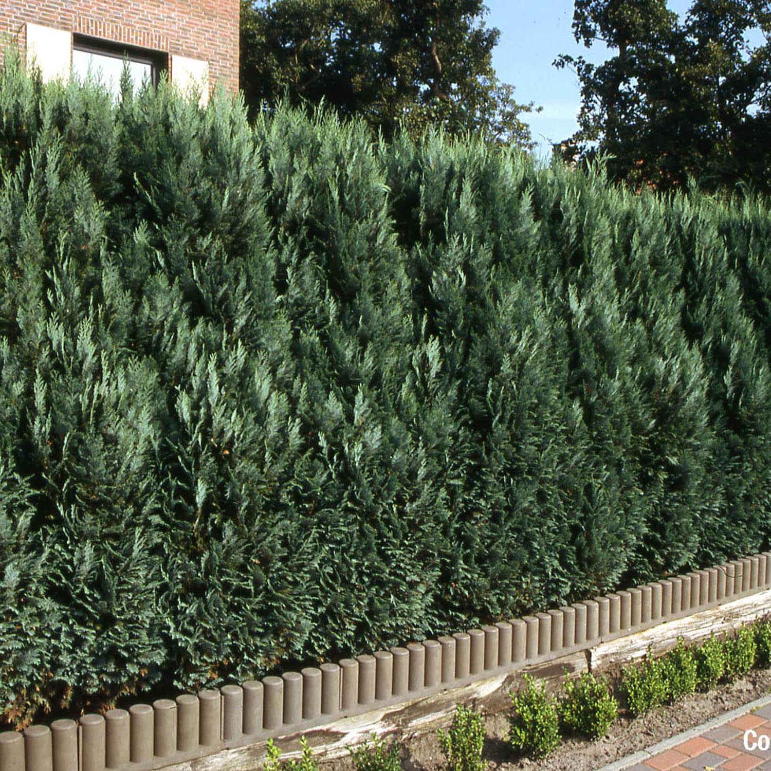Chiparos Columnaris verde-albastrui, ideal pentru garduri vii sau exemplare solitare, vesnic verde, foarte rezistent - Image 5