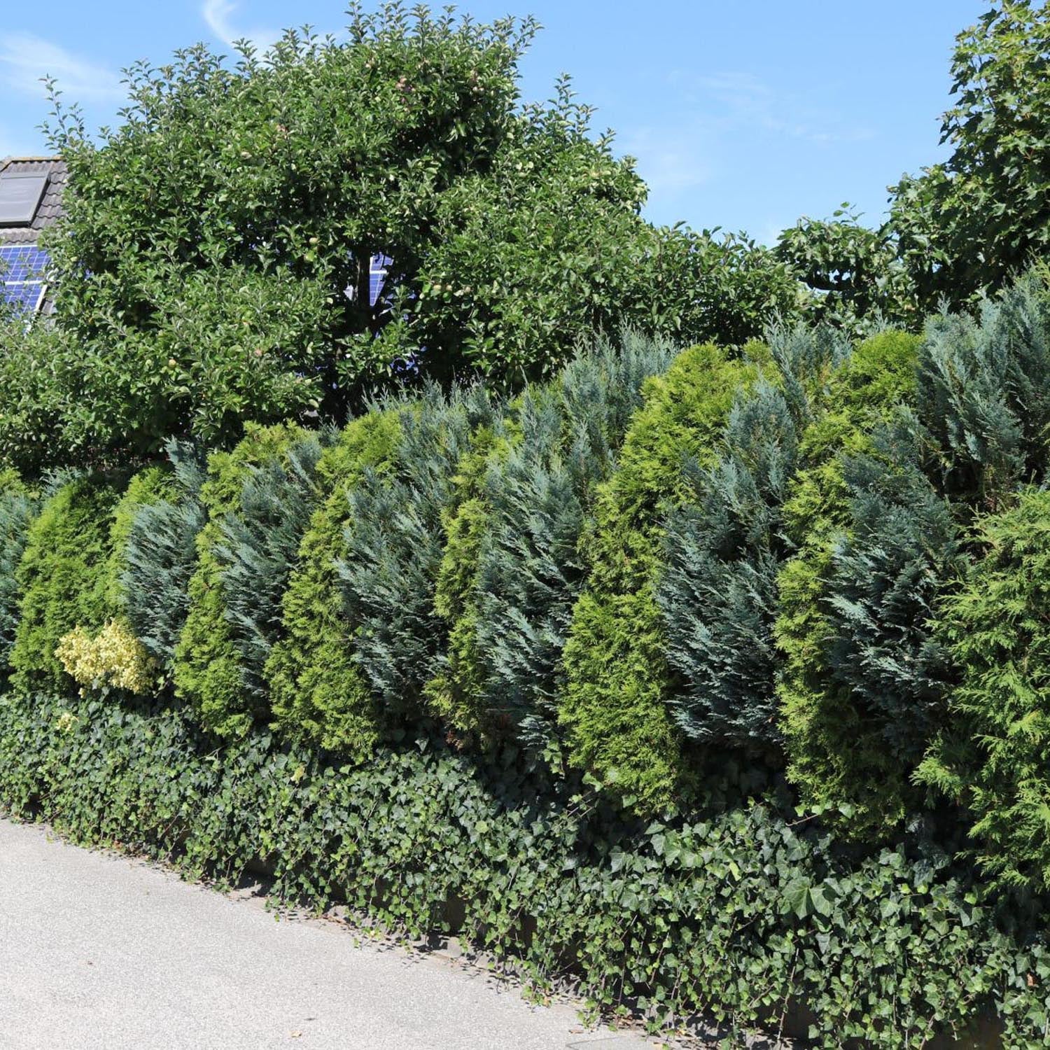 Chiparos Columnaris verde-albastrui, ideal pentru garduri vii sau exemplare solitare, vesnic verde, foarte rezistent - Image 6