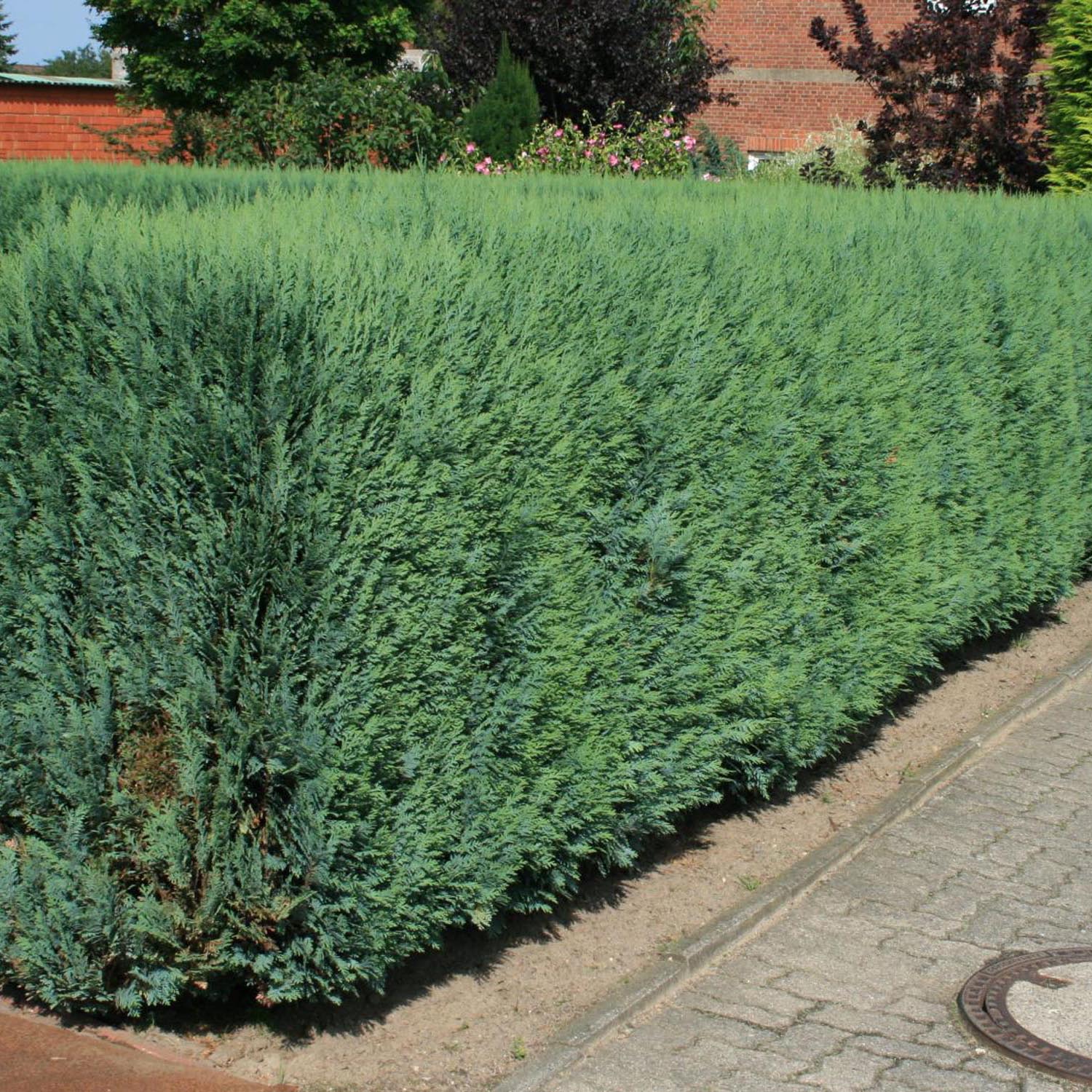 Chiparos Columnaris verde-albastrui, ideal pentru garduri vii sau exemplare solitare, vesnic verde, foarte rezistent - Image 7