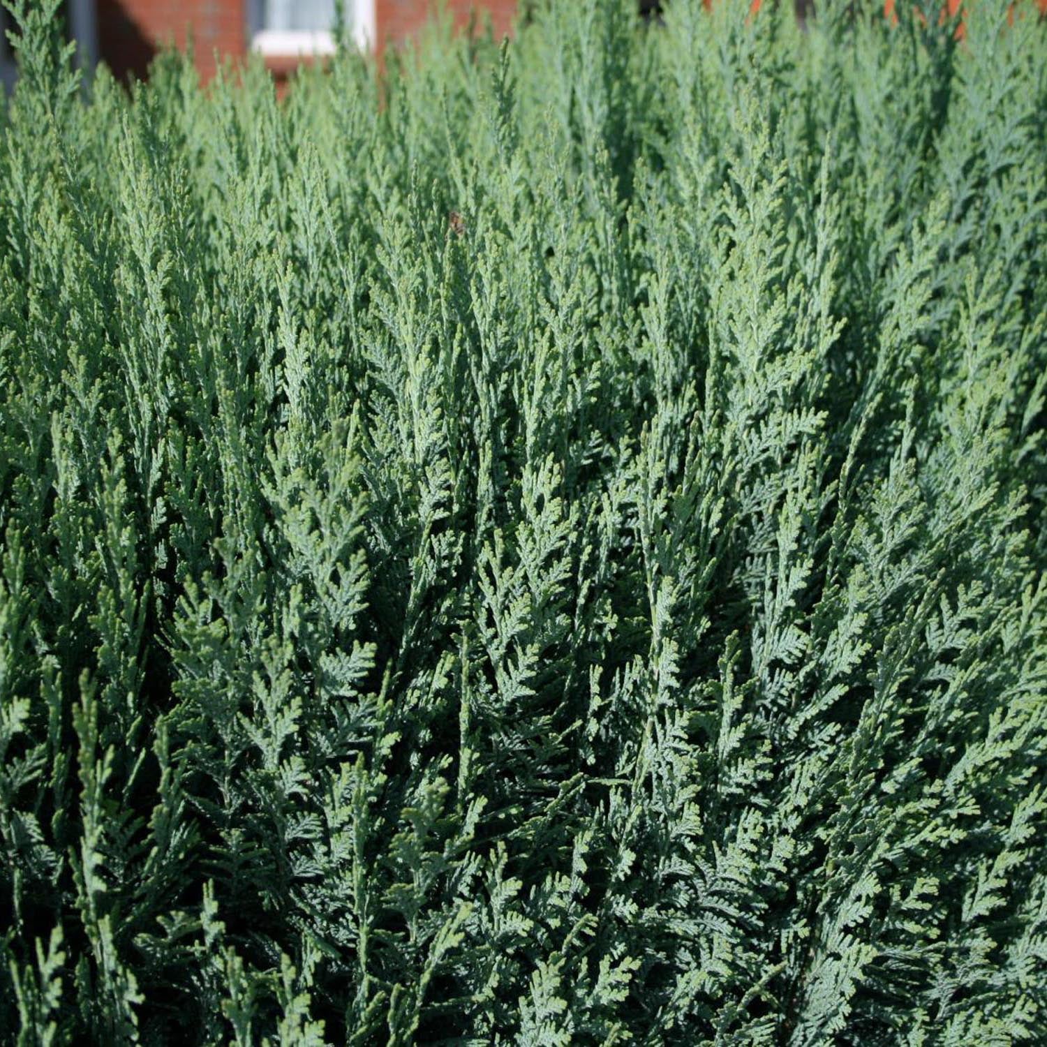 Chiparos Columnaris verde-albastrui, ideal pentru garduri vii sau exemplare solitare, vesnic verde, foarte rezistent - Image 8