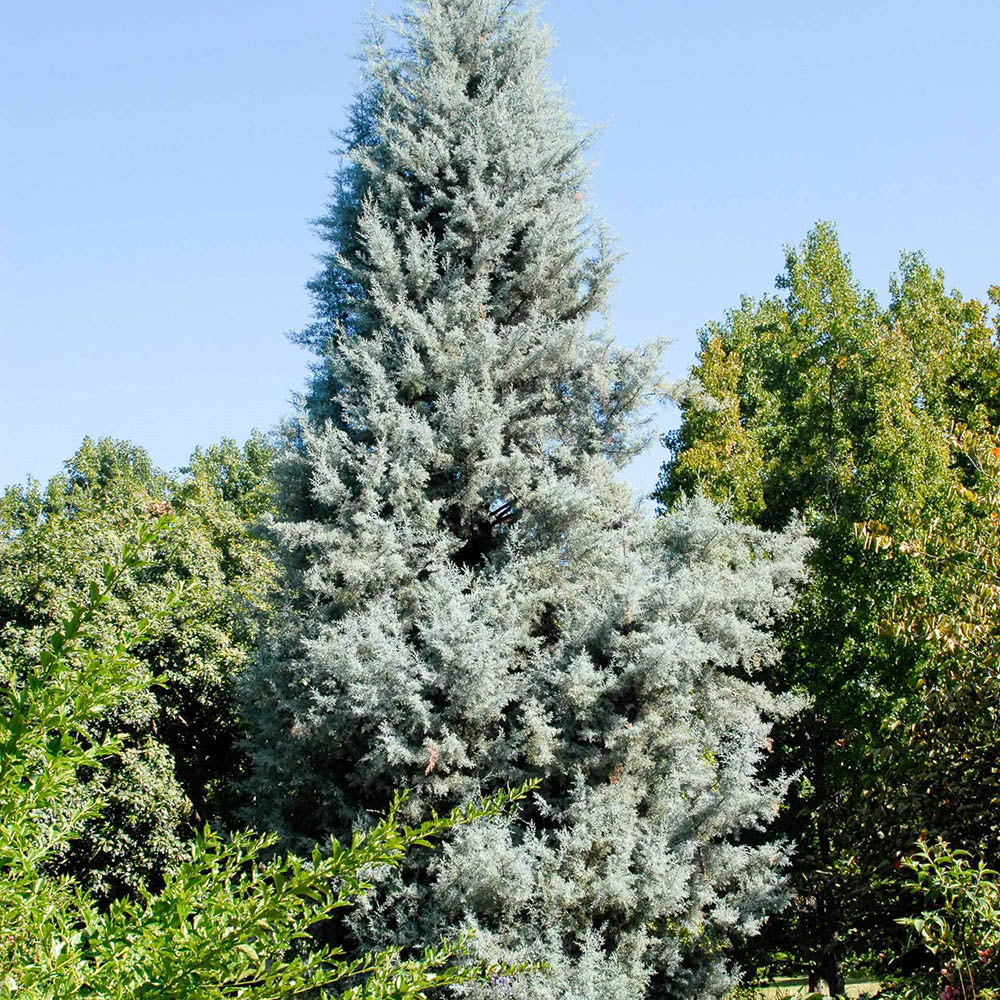 Chiparos argintiu de Arizona, cu frunzis argintiu - Image 10