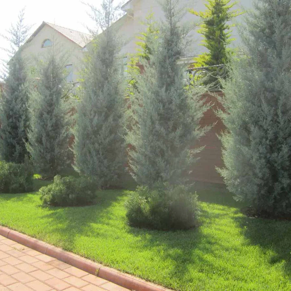 Chiparos argintiu de Arizona, cu frunzis argintiu - Image 11