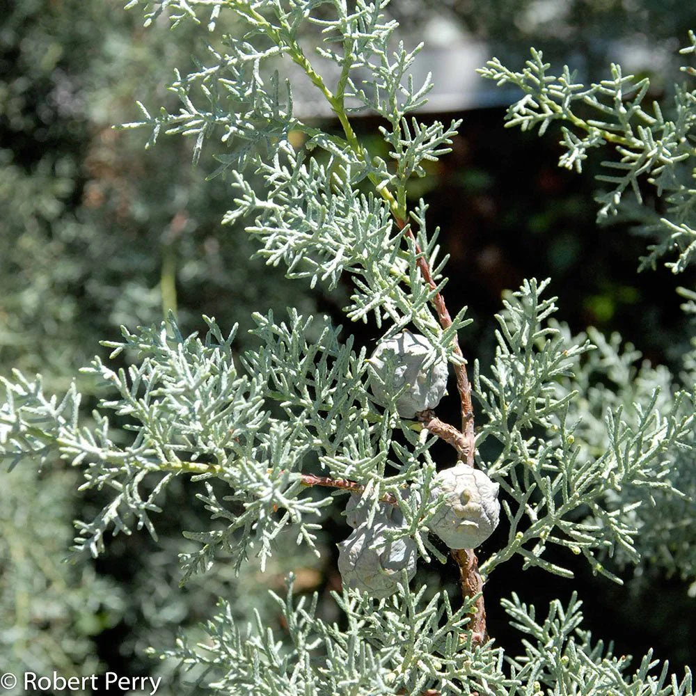 Chiparos argintiu de Arizona, cu frunzis argintiu - Image 12