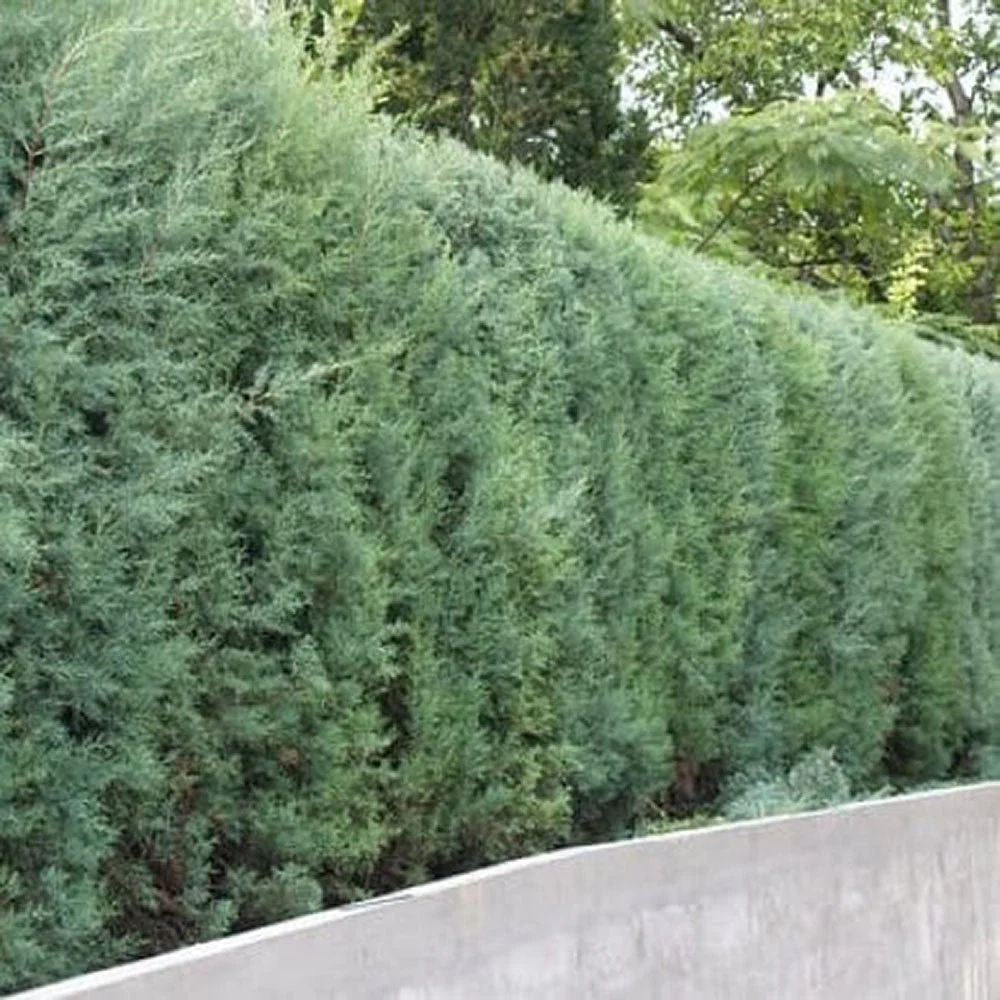 Chiparos argintiu de Arizona, cu frunzis argintiu - Image 13