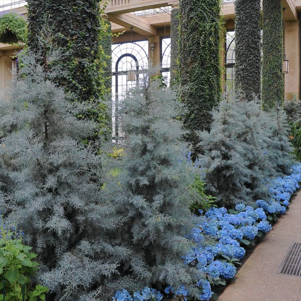 Chiparos argintiu de Arizona, cu frunzis argintiu - Image 3