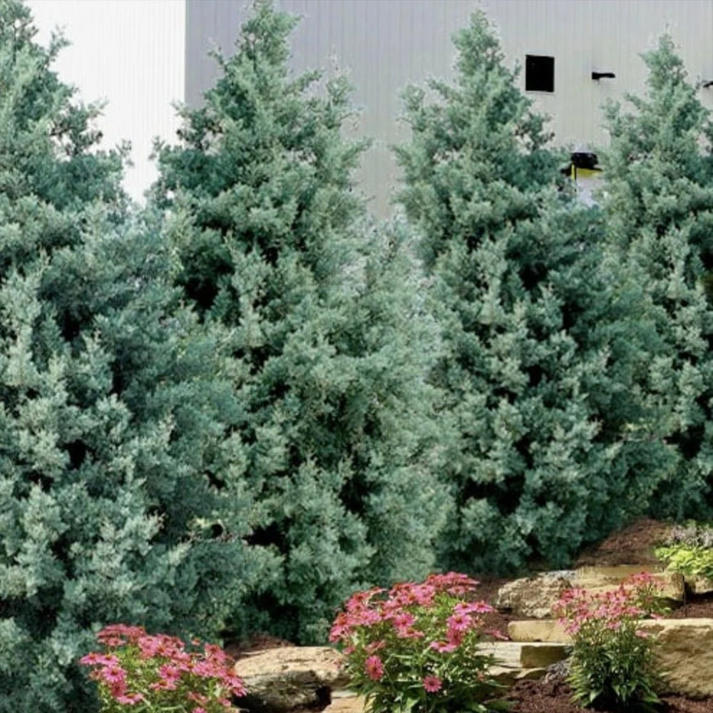 Chiparos argintiu de Arizona, cu frunzis argintiu - Image 4