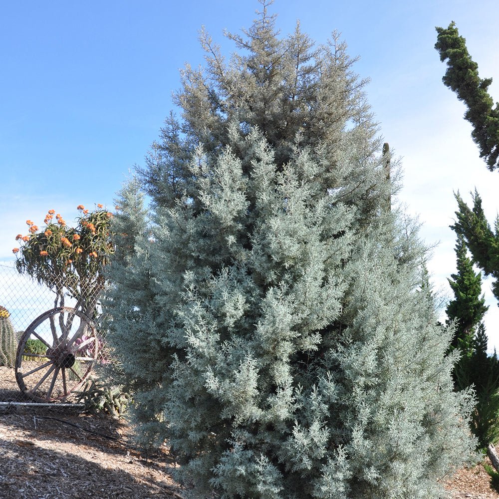 Chiparos argintiu de Arizona, cu frunzis argintiu - Image 6