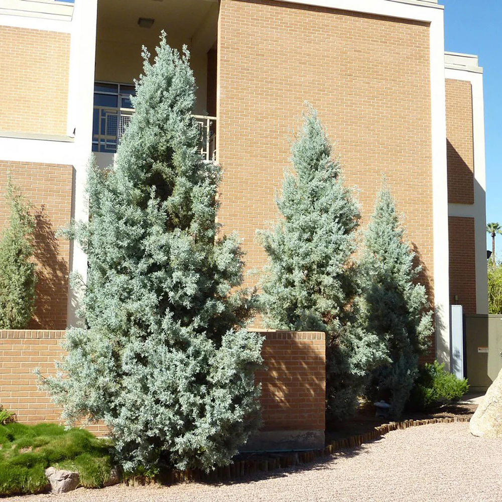 Chiparos argintiu de Arizona, cu frunzis argintiu - Image 8