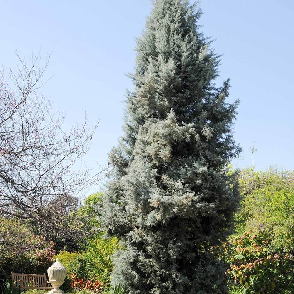 Chiparos argintiu de Arizona, cu frunzis argintiu - Image 9