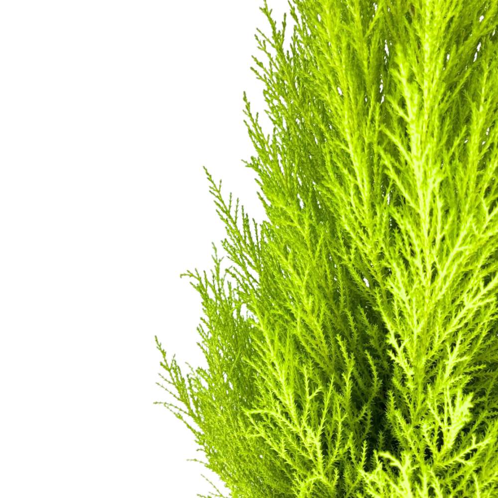 Chiparos de Lamaie Goldcrest Wilma, conifer decorativ auriu, forma piramidala, crestere compacta, rezistenta la taiere si parfum placut de lamaie - Image 11