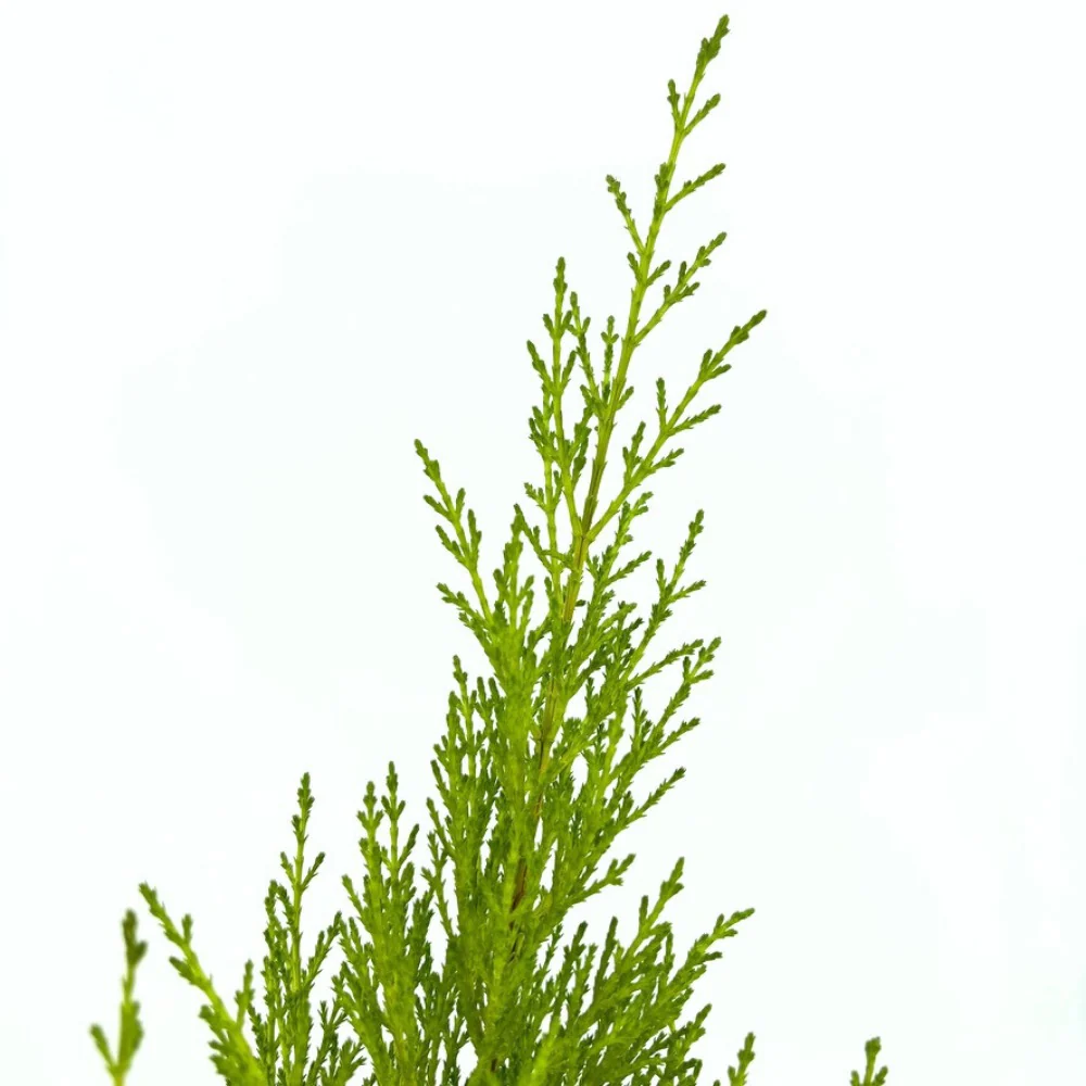 Chiparos de Lamaie Goldcrest Wilma, conifer decorativ auriu, forma piramidala, crestere compacta, rezistenta la taiere si parfum placut de lamaie - Image 12