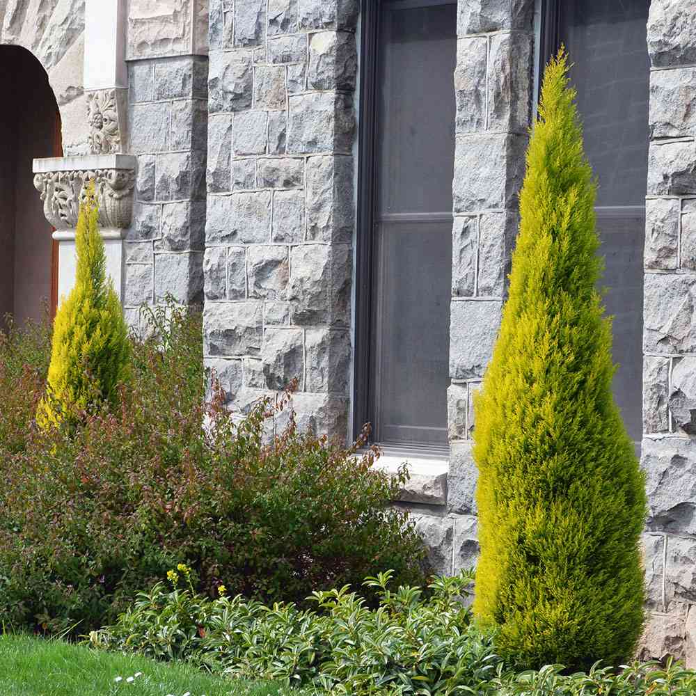 Chiparos de Lamaie Goldcrest Wilma, conifer decorativ auriu, forma piramidala, crestere compacta, rezistenta la taiere si parfum placut de lamaie - Image 3