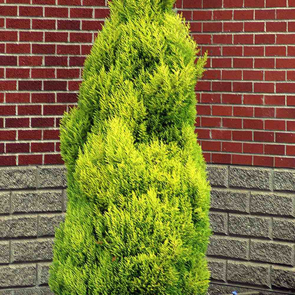 Chiparos de Lamaie Goldcrest Wilma, conifer decorativ auriu, forma piramidala, crestere compacta, rezistenta la taiere si parfum placut de lamaie - Image 7