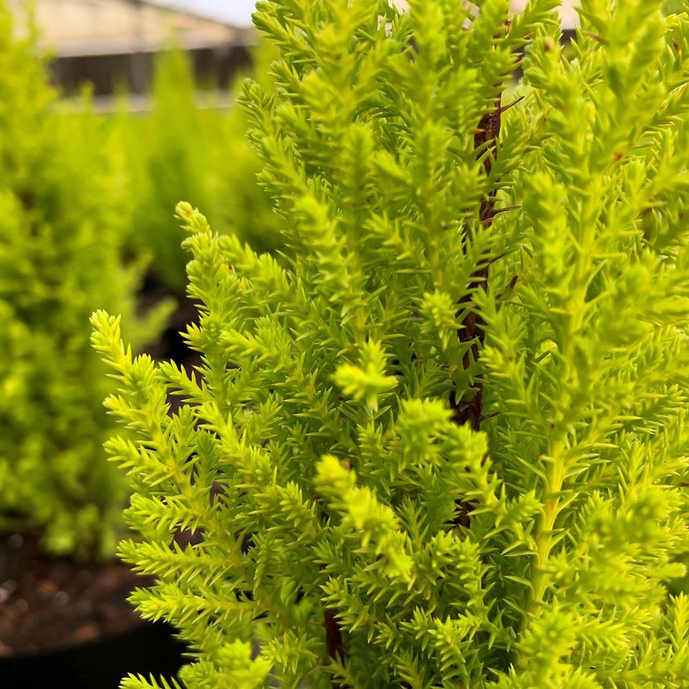 Chiparos de Lamaie Goldcrest Wilma, conifer decorativ auriu, forma piramidala, crestere compacta, rezistenta la taiere si parfum placut de lamaie - Image 9
