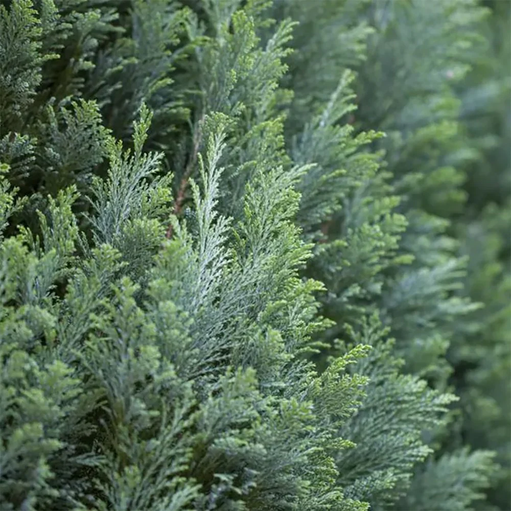 Chiparos Columnaris Ellwoodii, conifer decorativ albastru-verzui, vesnic verde, forma columnara, rezistent la ger - Image 10
