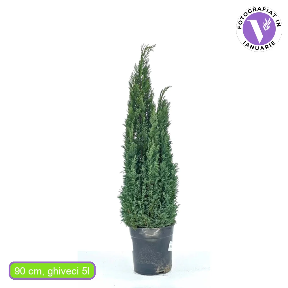 Chiparos Columnaris Ellwoodii, conifer decorativ albastru-verzui, vesnic verde, forma columnara, rezistent la ger - Image 11