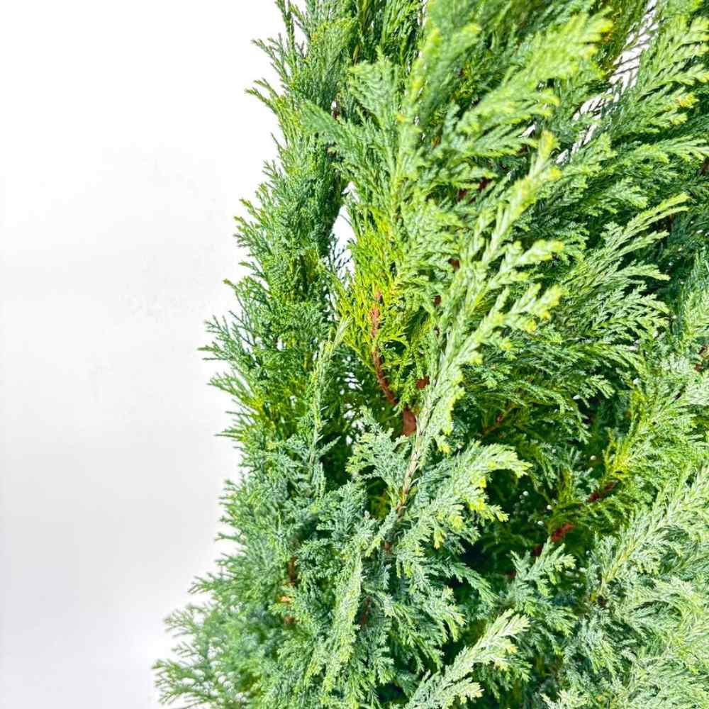 Chiparos Columnaris Ellwoodii, conifer decorativ albastru-verzui, vesnic verde, forma columnara, rezistent la ger - Image 12