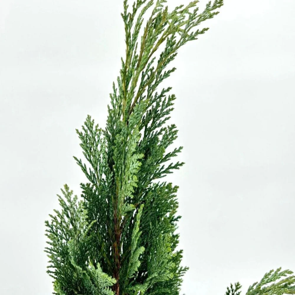 Chiparos Columnaris Ellwoodii, conifer decorativ albastru-verzui, vesnic verde, forma columnara, rezistent la ger - Image 13