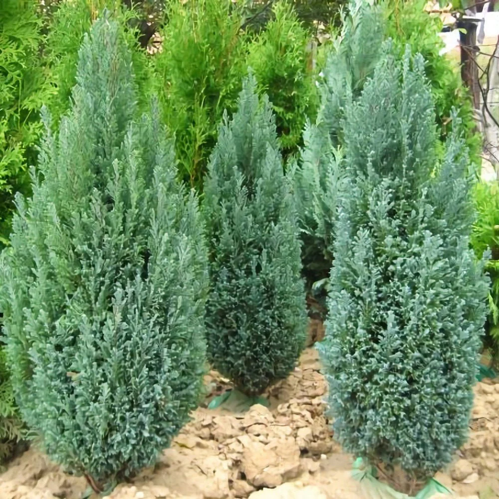 Chiparos Columnaris Ellwoodii, conifer decorativ albastru-verzui, vesnic verde, forma columnara, rezistent la ger - Image 3