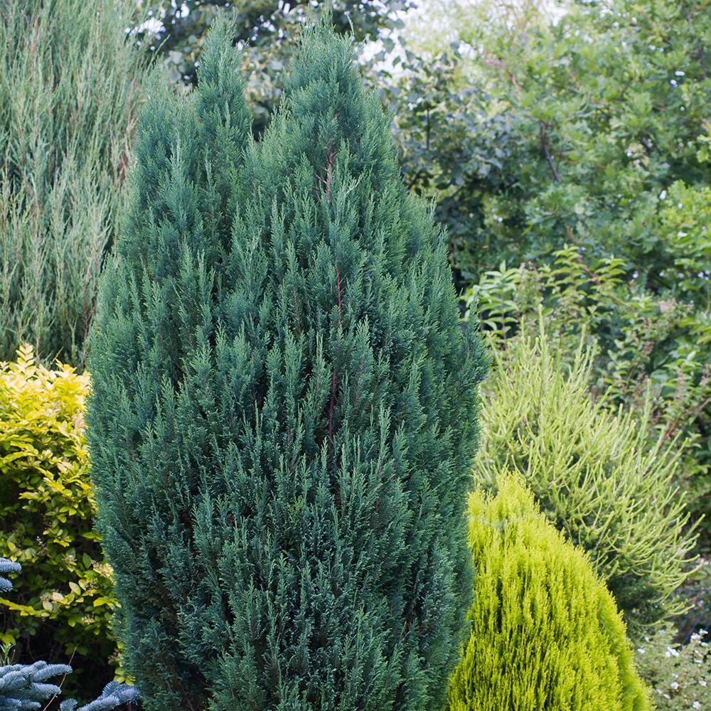 Chiparos Columnaris Ellwoodii, conifer decorativ albastru-verzui, vesnic verde, forma columnara, rezistent la ger - Image 4