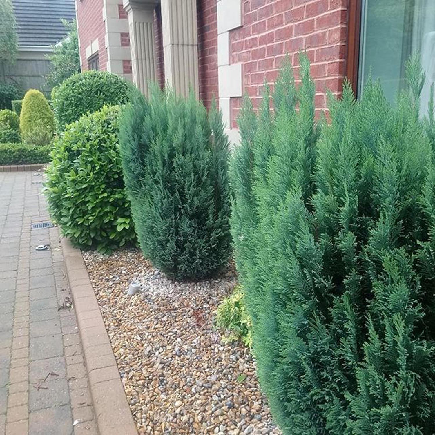 Chiparos Columnaris Ellwoodii, conifer decorativ albastru-verzui, vesnic verde, forma columnara, rezistent la ger - Image 5