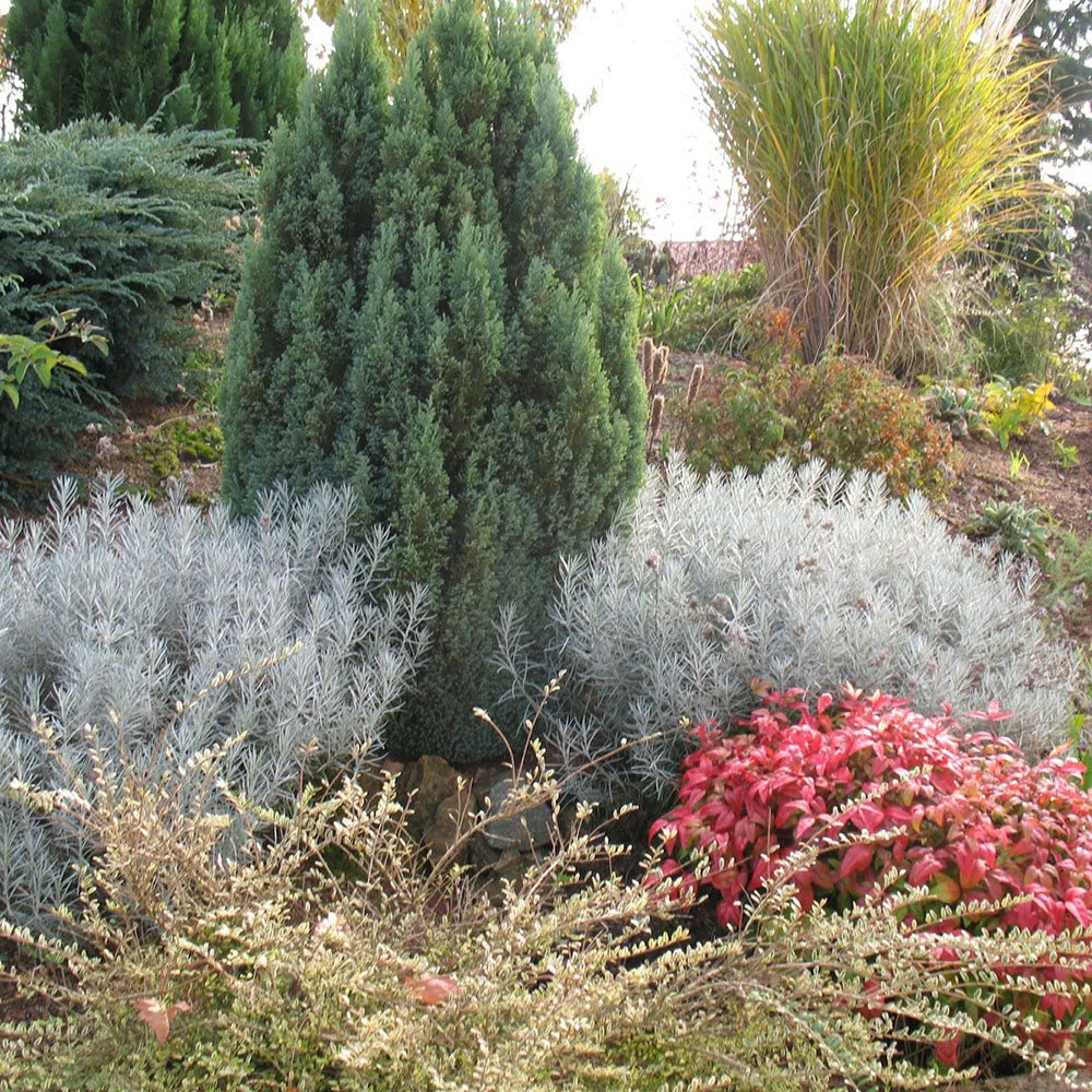 Chiparos Columnaris Ellwoodii, conifer decorativ albastru-verzui, vesnic verde, forma columnara, rezistent la ger - Image 6