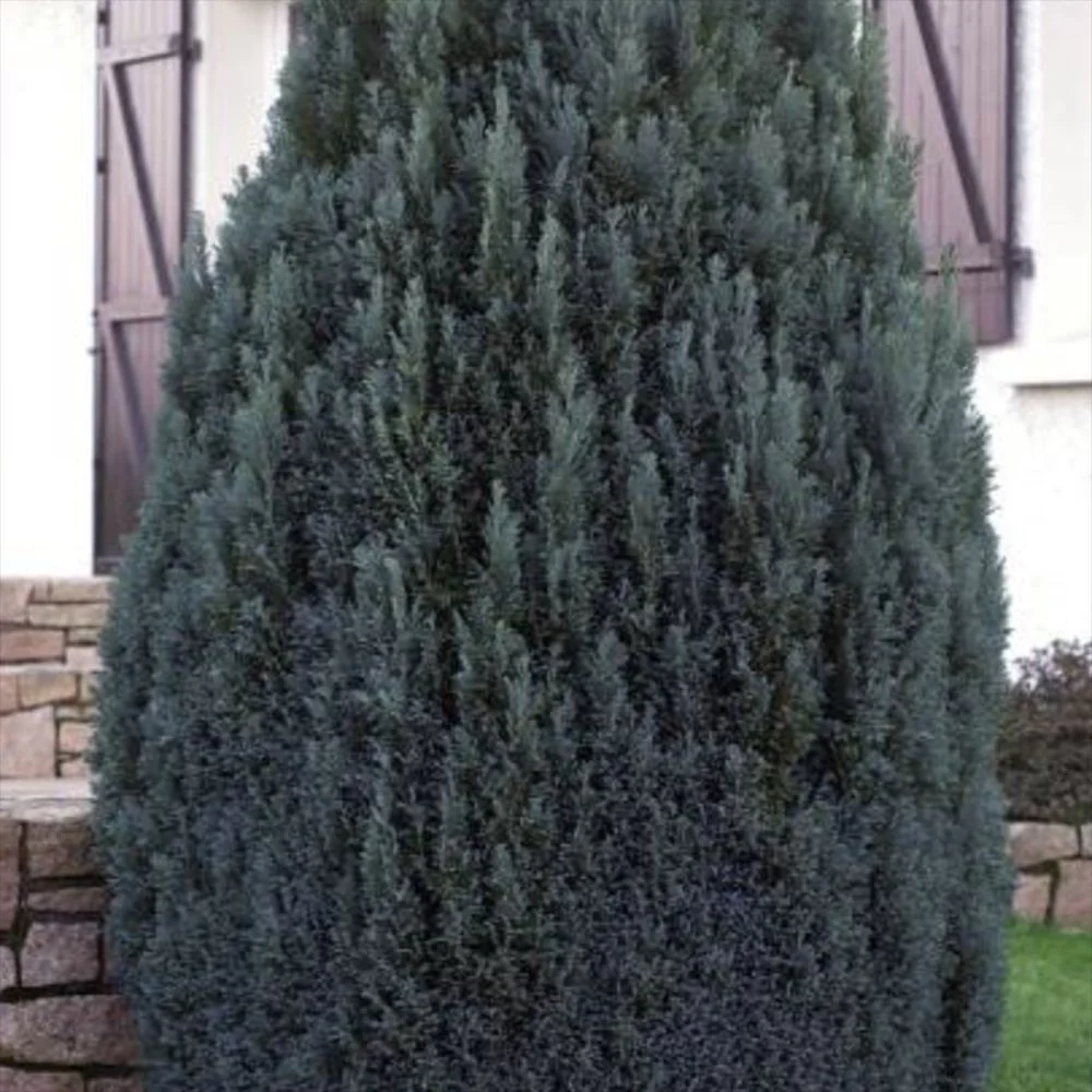 Chiparos Columnaris Ellwoodii, conifer decorativ albastru-verzui, vesnic verde, forma columnara, rezistent la ger - Image 7