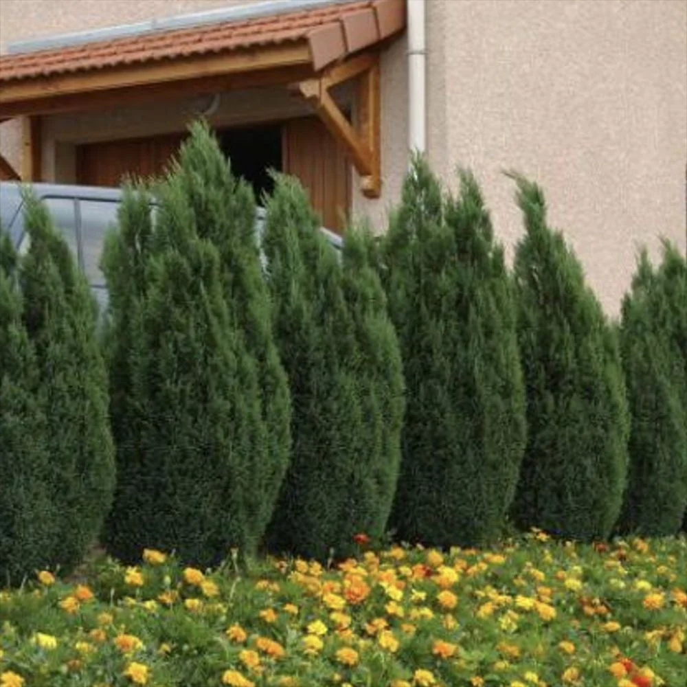 Chiparos Columnaris Ellwoodii, conifer decorativ albastru-verzui, vesnic verde, forma columnara, rezistent la ger - Image 8