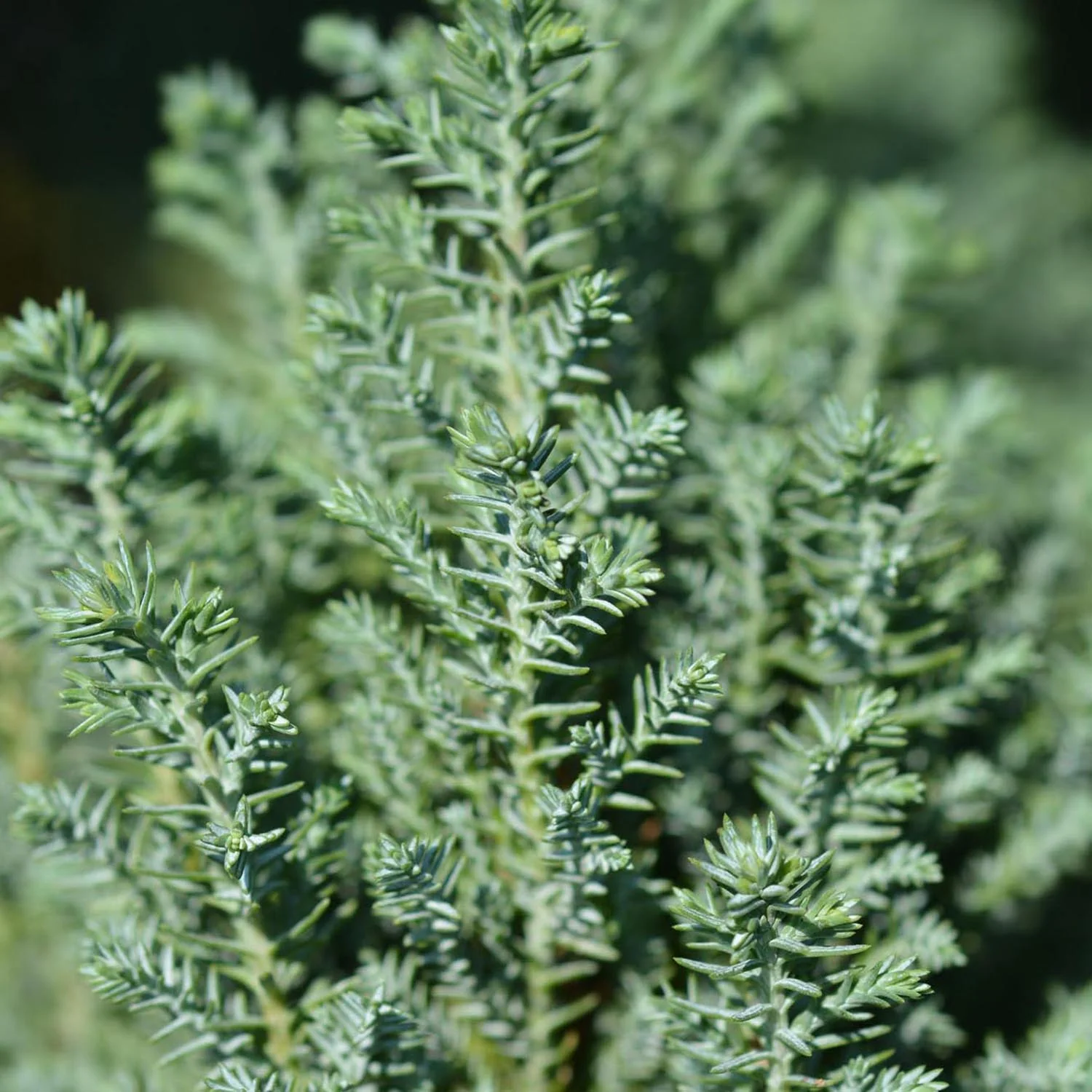 Chiparos Columnaris Ellwoodii, conifer decorativ albastru-verzui, vesnic verde, forma columnara, rezistent la ger - Image 9