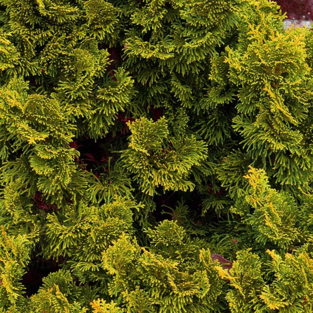 Chiparos Pitic Japonez Hinoki (Chamaecyparis Nana) Gracilis Aurea, conifer pitic galben-auriu, vesnic verde, compact, gradini mici - Image 3