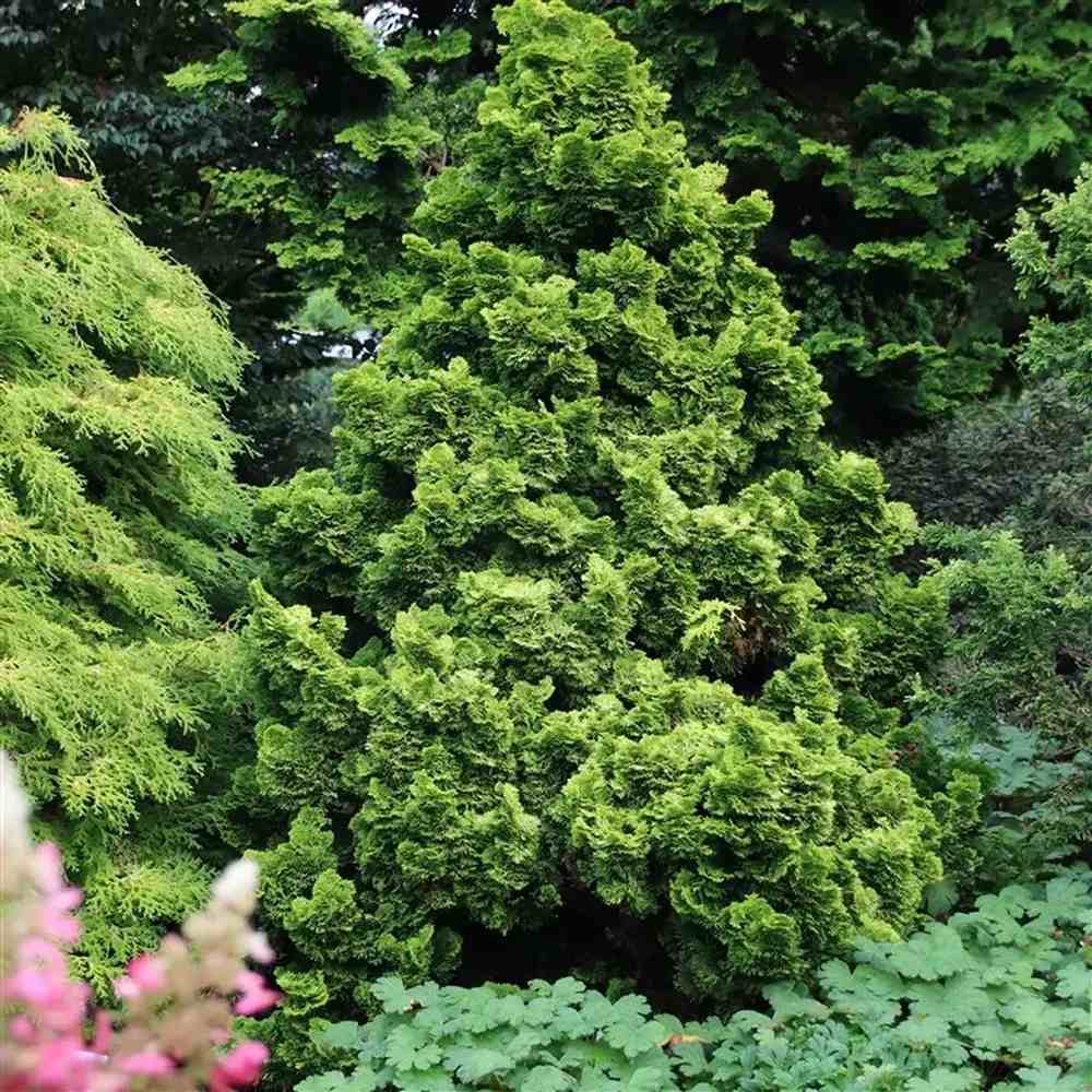 Chiparos Pitic Japonez Hinoki (Chamaecyparis Nana) Gracilis Aurea, conifer pitic galben-auriu, vesnic verde, compact, gradini mici - Image 4