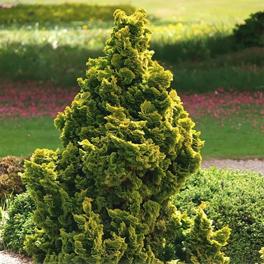 Chiparos Pitic Japonez Hinoki (Chamaecyparis Nana) Gracilis Aurea, conifer pitic galben-auriu, vesnic verde, compact, gradini mici - Image 5