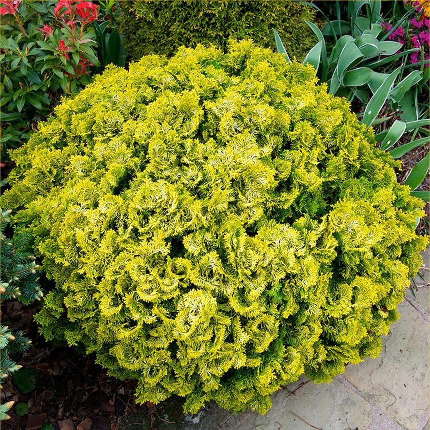 Chiparos Pitic Japonez Hinoki (Chamaecyparis Nana) Gracilis Aurea, conifer pitic galben-auriu, vesnic verde, compact, gradini mici - Image 6