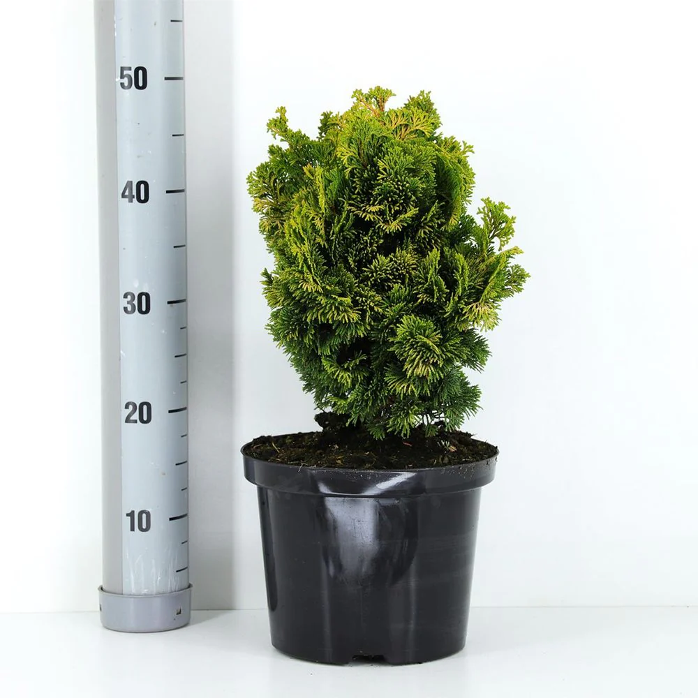 Chiparos Pitic Japonez Hinoki (Chamaecyparis Nana) Gracilis Aurea, conifer pitic galben-auriu, vesnic verde, compact, gradini mici - Image 7