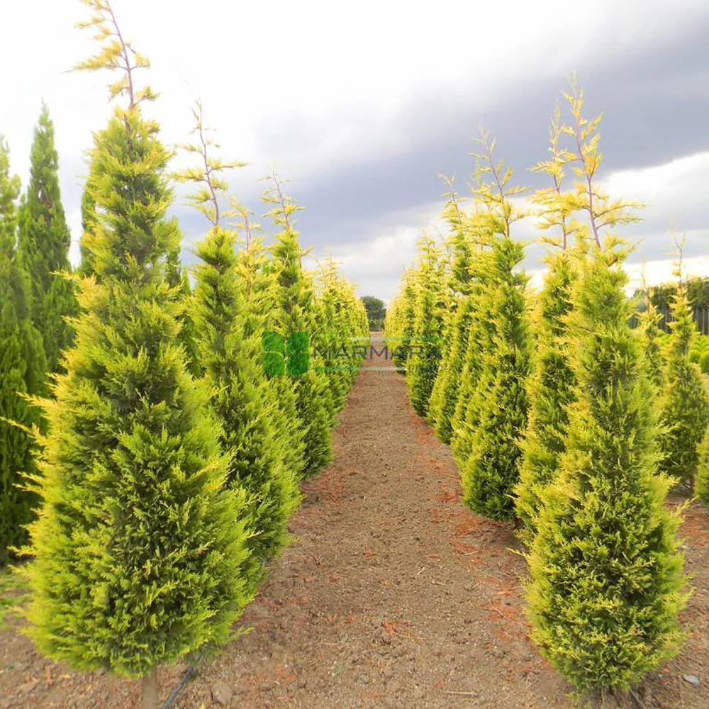Chiparos Leylandii Aurea (Piramida) - Image 3