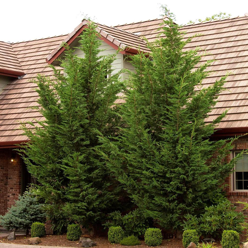 Chiparos Leylandii,  gard viu rapid vesnic verde, crestere rapida, conifer foare rezistent la boli - Image 10