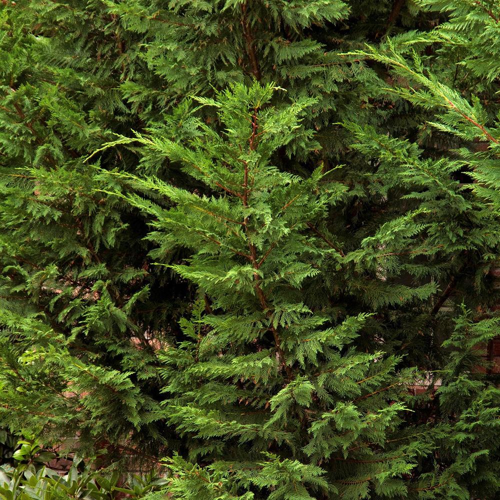 Chiparos Leylandii,  gard viu rapid vesnic verde, crestere rapida, conifer foare rezistent la boli - Image 11